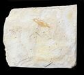 Fossil Pea Crab (Pinnixa) From California - Miocene #42940-1